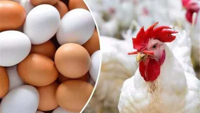 بورصةالدواجن اليوم الجمعة..تعرف على أسعارالفراخ والبيض في الأسواق