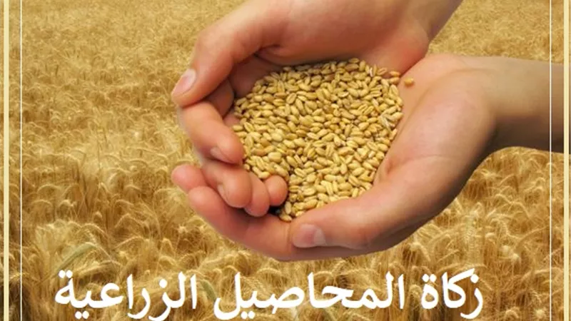 زكاة المحاصيل الزراعية .. متى تجب وكيف تحسب وتوزع!