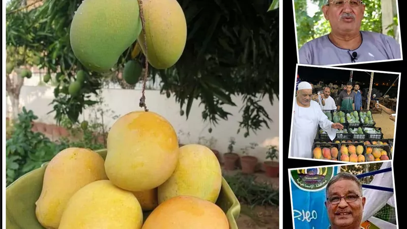 المانجو يودع الأسواق.. والتصدير رفع الأسعار