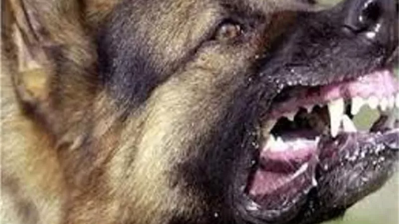 بالأسماء ..كلب مسعور يعقر 10 أشخاص في الدقهلية