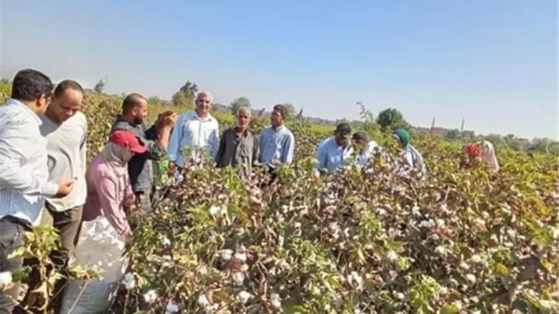 زراعة الشرقية تنفذ يوم حصاد لمحصول القطن بقرية الجوسق بمركز بلبيس