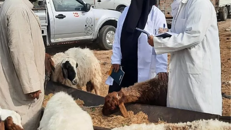 محافظ الإسماعيلية يشيد بالطب البيطري للحفاظ على الثروة الحيوانية
