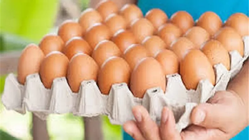 أسعار البيض اليوم الجمعة 13-9-2024