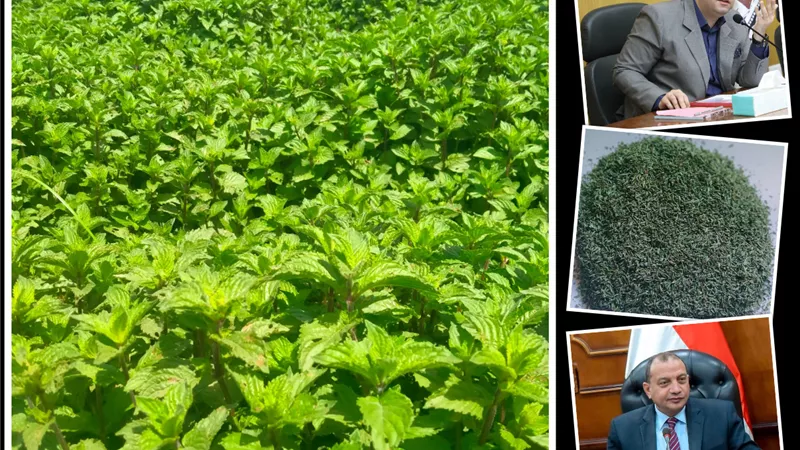 النباتات الطبية والعطرية منجم ذهب في بني سويف