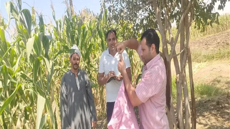 حصاد محصول الذره الشاميه بالواسطى