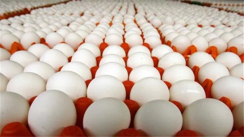بدء طرح كرتونة البيض بـ150 جنيها في هذه المنافذ غدا