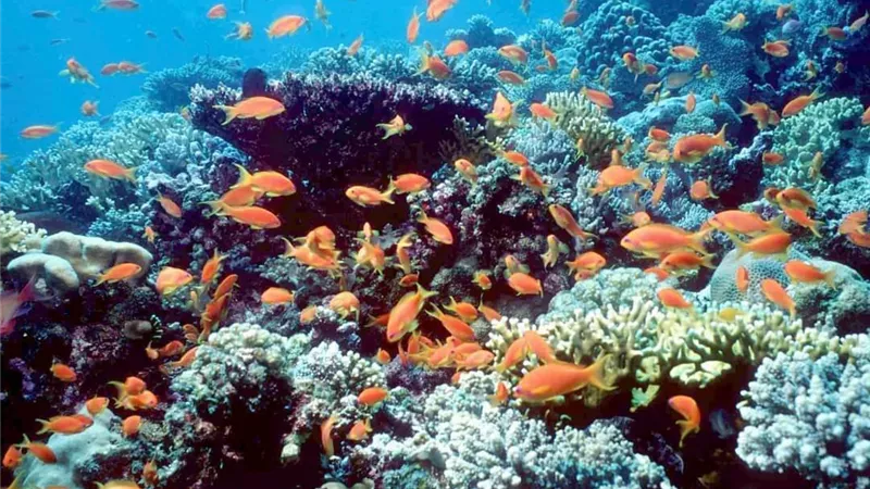 جزيرة