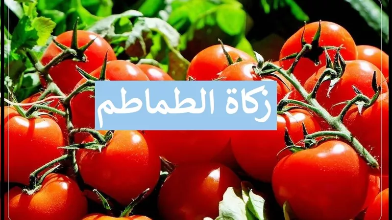 زكاة الطماطم .. متى تجب؟!