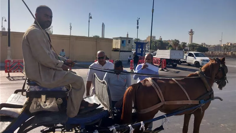 15 محضرا لعربات الحنطور المخالفة بمدينة الأقصر