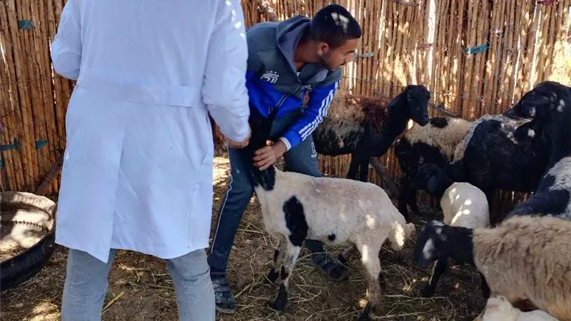 بيطري المنيا ينفذ 3 قوافل بيطرية علاجية مجانية