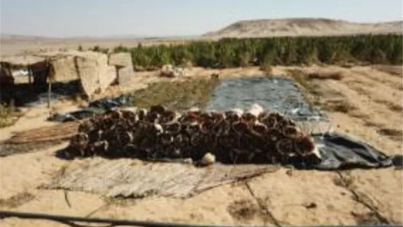 ضبط 4 عناصر إجرامية زرعوا 3 أفدنة بانجو بالواحات