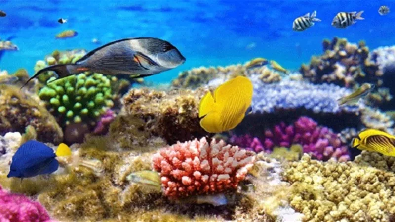 55 % من ساحل البحر الأحمر محمية طبيعية مما يجذب السياح والاستثمار