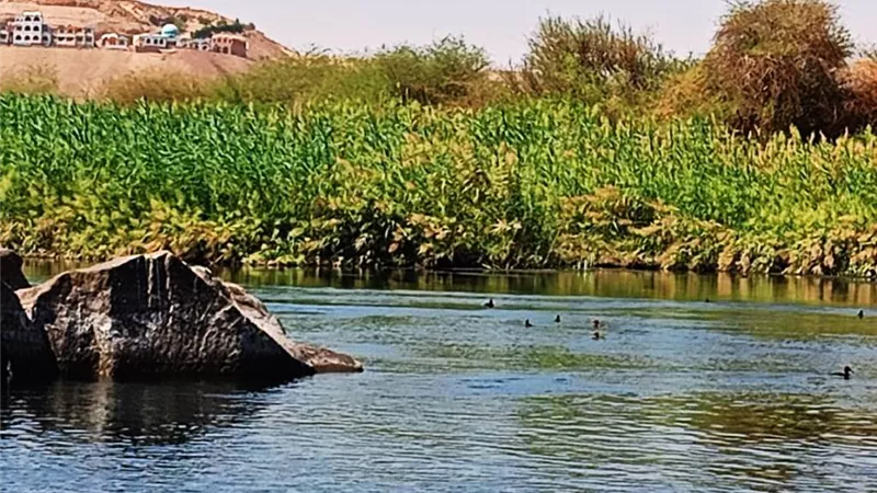 المشاركة فى الإحتفال بيوم الطيور العالمى بمحمية سالوجا وغزال
