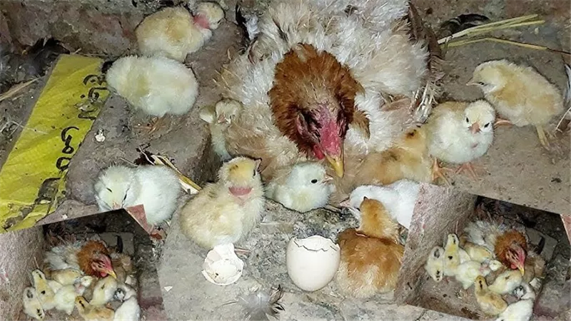 نائب يطالب بمواجهة سماسرة ومافيا تجارة الكتاكيت والدواجن