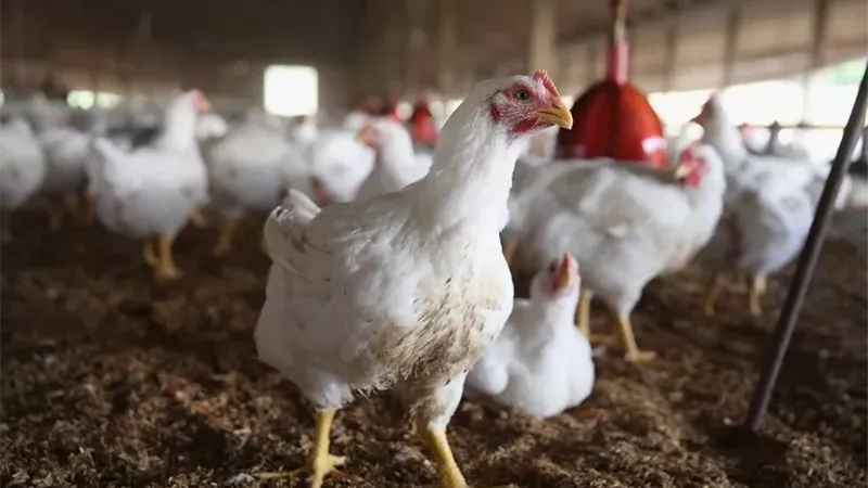اليابان تسجل أول تفشي لإنفلونزا الطيور في محافظة هوكايدو