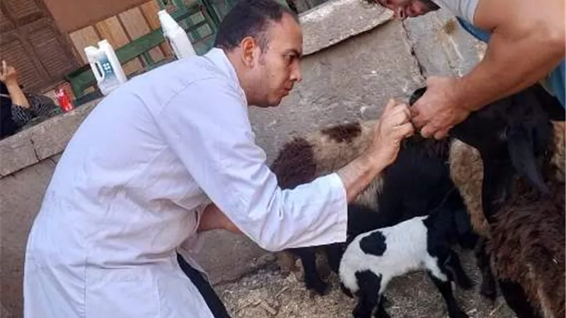 تقديم 2694 خدمة بيطرية في 3 قوافل مجانية