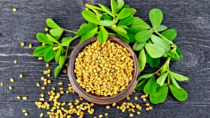 شرب الحلبة وفقدان الوزن