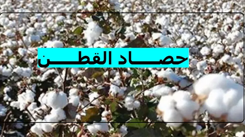 حكم بيع المحصول قبل الحصاد