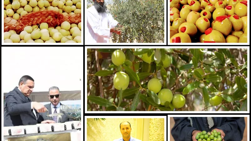 مصر رقم 1 عالميا في انتاج الزيتون