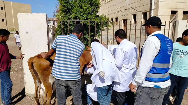 قافلة طبية بيطرية مجانية بقرية الخواطرة بالسويس