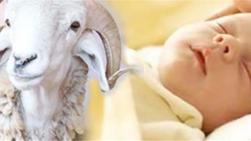 ترك المقتدر ماديا أداء عقيقة أولاده..ما حكمه؟