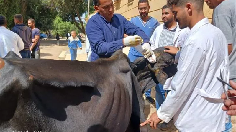 جامعة سوهاج تواصل إطلاق قوافلها البيطرية المجانية لقرية سفلاق
