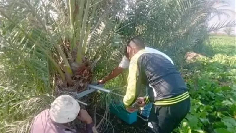 زراعة بورسعيد تفحص ٢٠٠٠ فدان بالتينه لحماية بنجر السكر