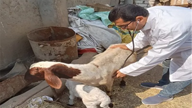 جامعة الزقازيق توجه قافلة بيطرية مجانية لكفر النجار