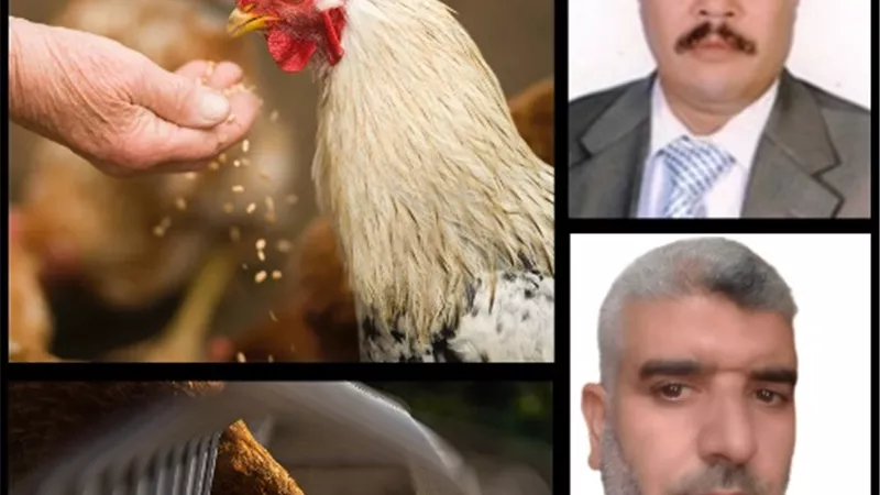 روشتة زراعية للنهوض بصناعة الدواجن ومشتقاتها