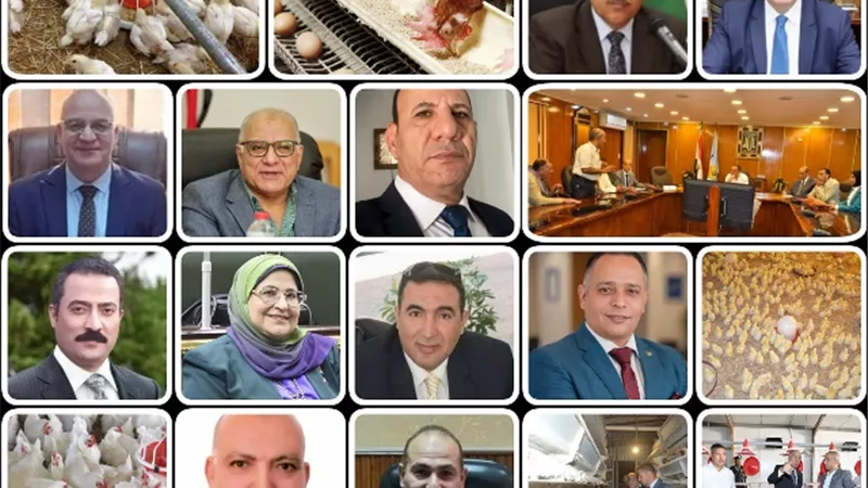 صناعة الدواجن بالأقاليم.. تسترد عرشها مع العام الجديد