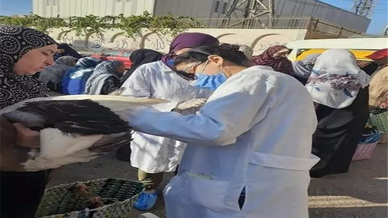 تحصين ٢٥٨ ألفا و677 طائرا ضد مرض أنفلونزا الطيور بالشرقية