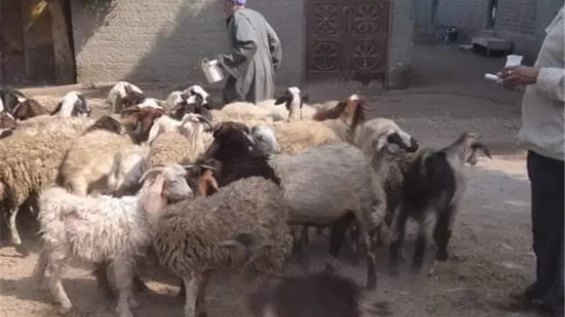 ” تقديم 2946 خدمة بيطرية في قرى المنيا ضمن قوافل علاجية