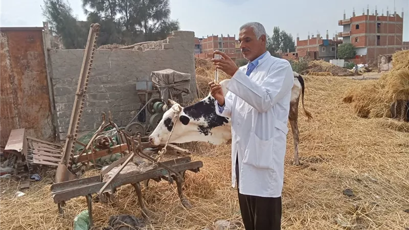 طب بيطري الزقازيق يوجه قافلة لقرية المسلمية