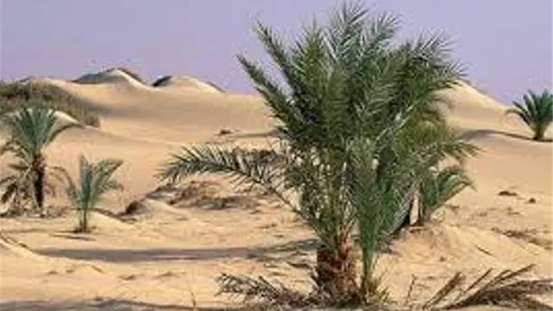 علماء بحوث الصحراء يواصلون تقديم الدعم الفني لمزارعي التجمعات في سيناء