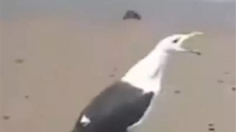طائر يسخر من رجل .. فيديو