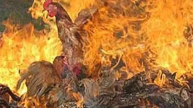 نشوب حريق داخل مزرعة دواجن بالفيوم