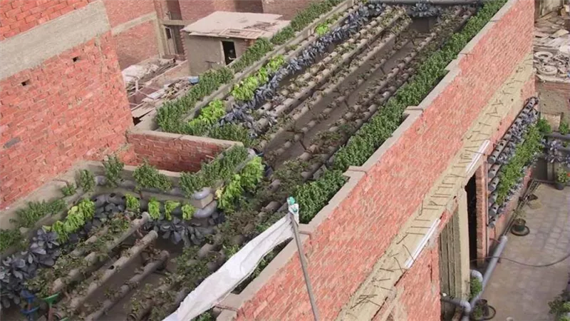 فوائد زراعة أسطح المنازل والمحاصيل التى يمكن زراعتها