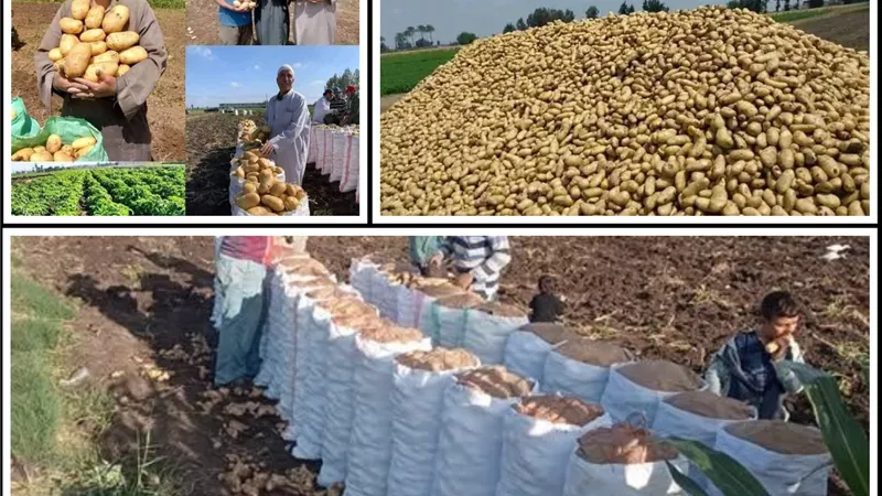 البطاطس المصرية.. تغزو الأسواق العالمية