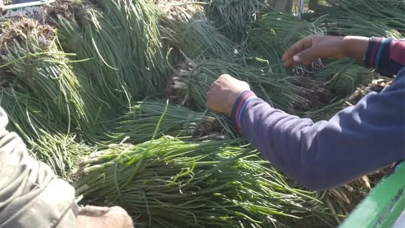 نشاط مكثف لمديرية الزراعة بالمنيا