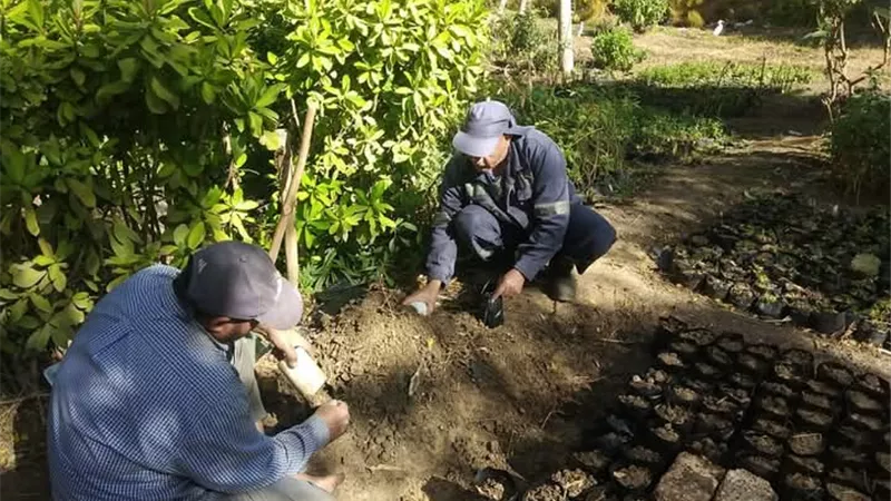 محافظ كفرالشيخ يتابع جهود زراعة الأشجار بدسوق