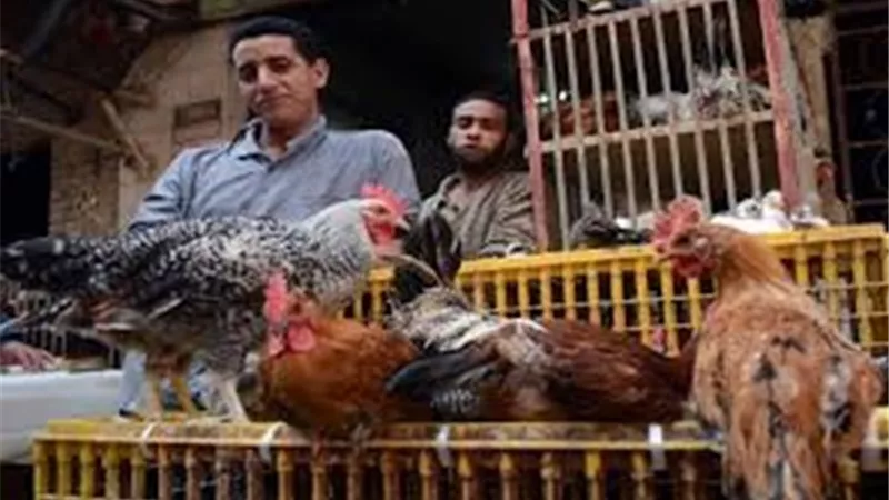 اتحاد الدواجن: تراجع أسعار الفراخ في الأسواق بنسبة 30%