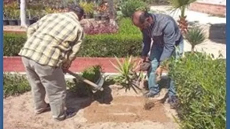 بنسبة انجاز 99% زارعة 72 الف شجرة جديدة بالاسكندرية