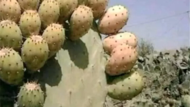 خبير الجنوب المصري شهادة ميلاد 