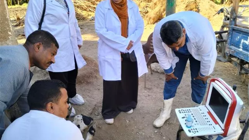 فحص ٨٢٤ رأس بقافلة بيطرية بطود فى الأقصر