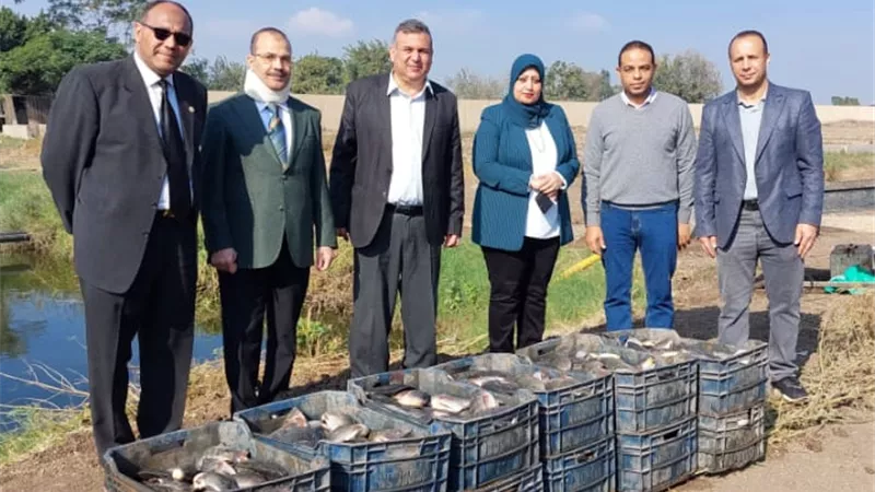 انطلاق موسم حصاد السمك البلطي بالمزارع في كلية الزراعة بمشتهر