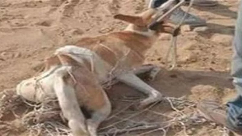 ضبط المتهمين بتعذيب كلب بحبل من عنقه وسحبه فى الهرم