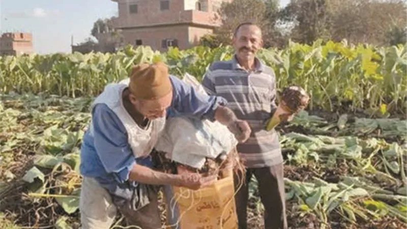 المنير تتصدر الإنتاج في الشرقية
