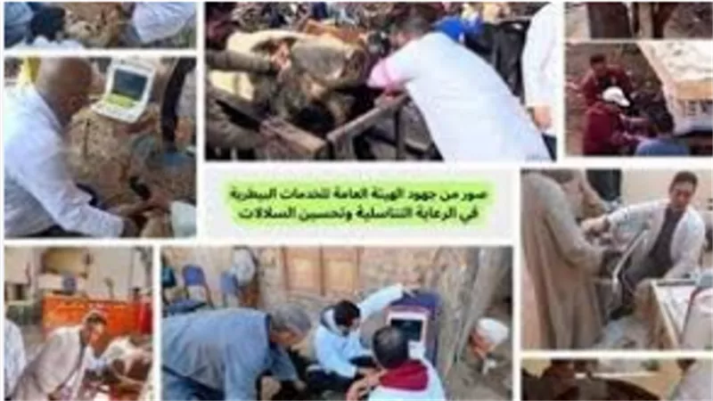 جهود مكثفة للهيئة العامة للخدمات البيطرية لتحسين السلالات