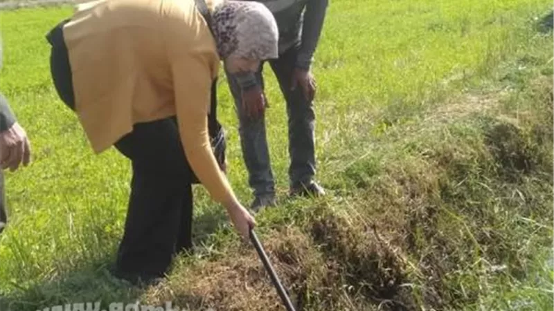 صحة دمياط تواصل حملات مكافحة القواقع بالترع والمصارف