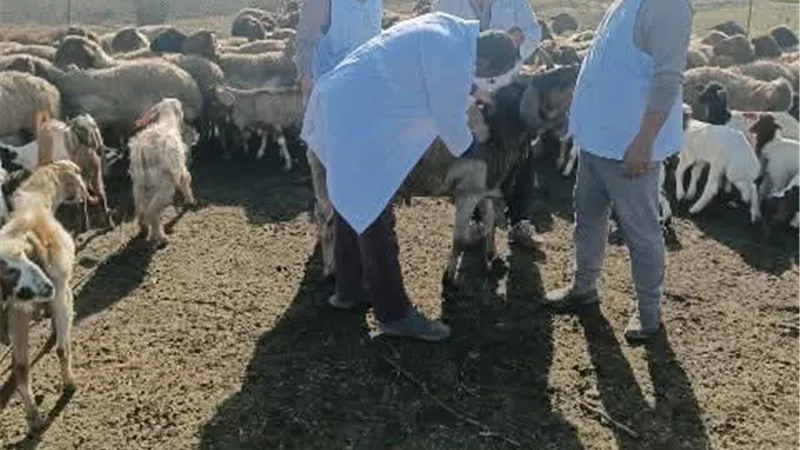 تحصين